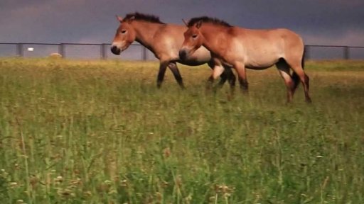 TyYo reportáž: Koně Převalského