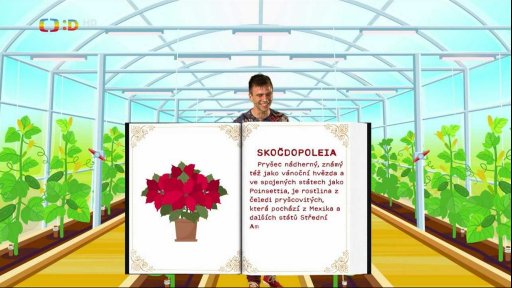 Zaostřeno na: Vánoční hvězda