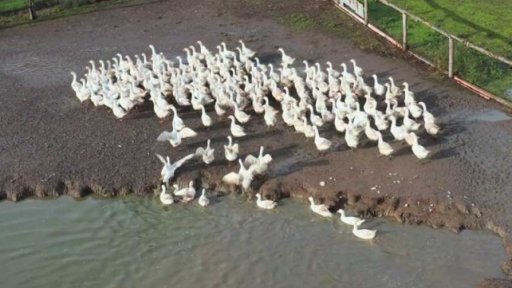 Husí farma v obci Zakšín