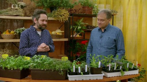 Netradiční listová zelenina