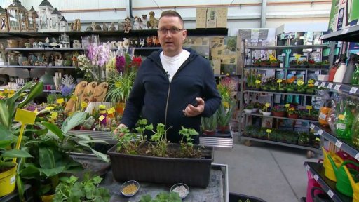 Hnojivo pro muškáty