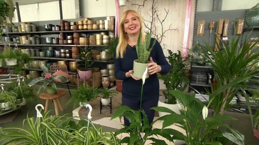 Pokojovky – čističky vzduchu