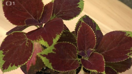 Pěstování okrasných kopřiv