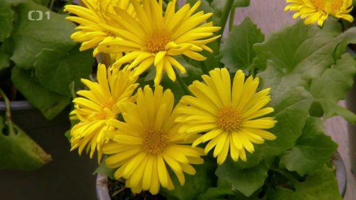 Květiny, které kvetou žlutě