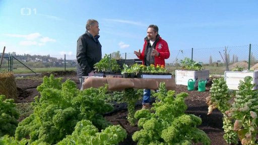 Netradiční kombinace rostlin