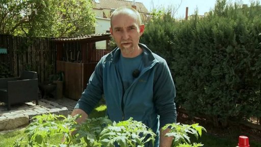 Výsadba rajčat a paprik