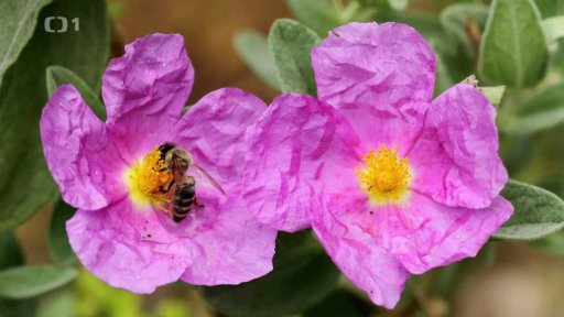 Léčivé rostliny středomoří