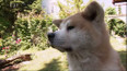 Akita Inu