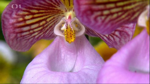 Jak ukončit letnění pokojovek