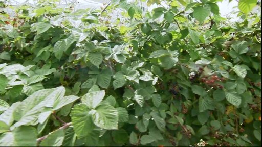 Noví a málo známí škůdci na našich ovocných rostlinách a dřevinách