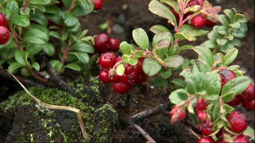 Brusnice brusinka a klikva vekoplodá – málo známé ovoce
