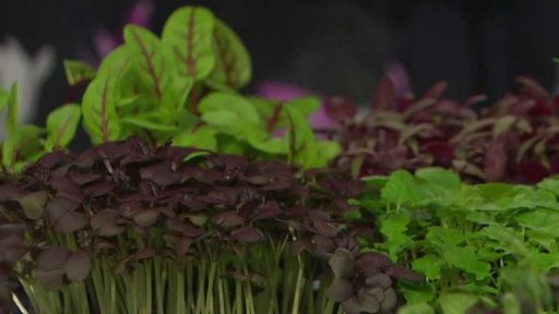 Malé vaření - zdravé recepty s bylinkami - 2. část