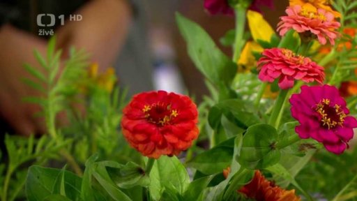 Podzimní květiny z ekofarmy