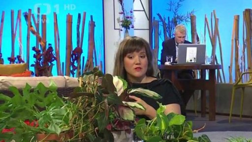 Fenomén pokojových rostlin