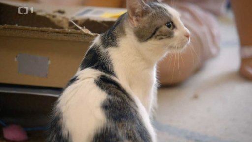 Nekontaktní Sissinka: seznámení s koučem