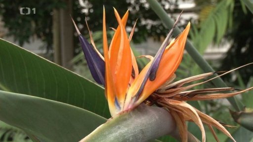 Skleníky Flora Olomouc