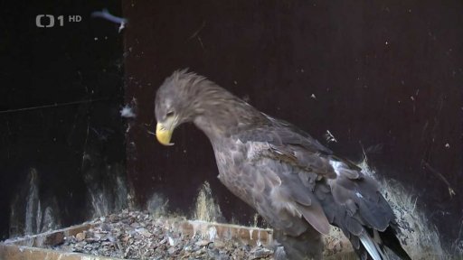 Zraněná zvířata v zimě