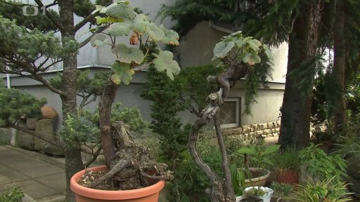 Bonsaj z vinné révy