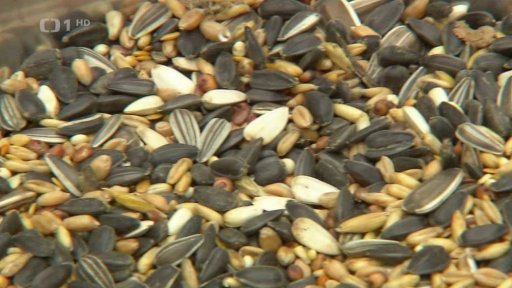 Ptáci v zimním období