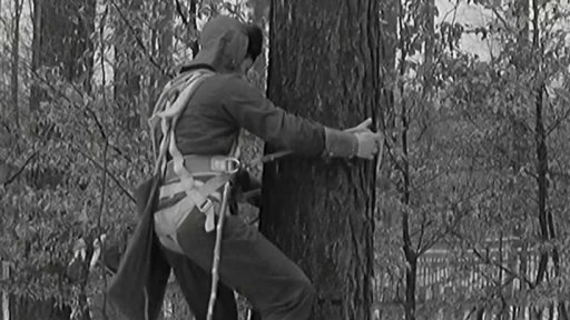 Sběr lesních semen