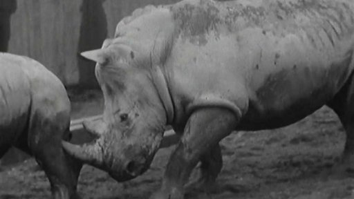 Pražská ZOO zahájila novou sezónu