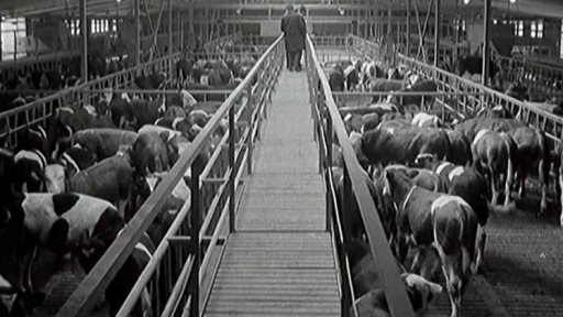 Moderní výkrmna skotu v jihomoravských Zarazicích