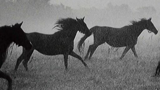 Koňští krasavci na fotografiích