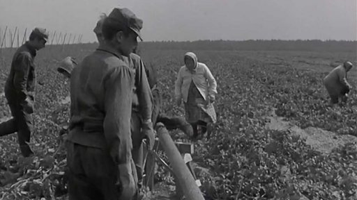 Před sklizní zeleného zlata pobořila chmelnice na Lounsku živelní pohroma