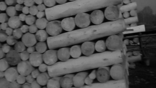 Racionalizace v těžbě dřeva