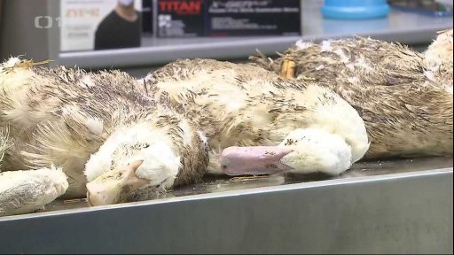 Likvidace ohniska ptačí chřipky