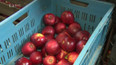 Ovocnáři likvidují sady