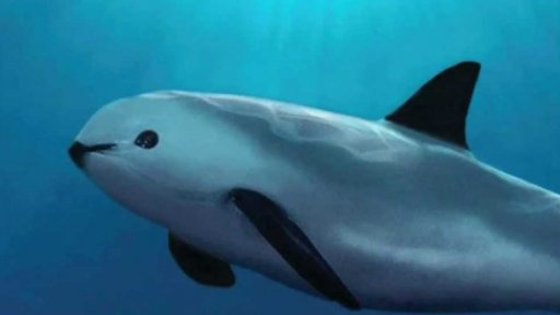 Kritika Mexika kvůli sviňuchám kalifornským