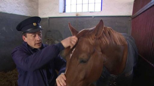 Koně z píseckého hřebčince