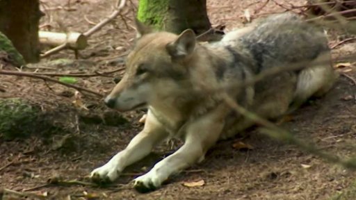 Údajný útok vlka na člověka