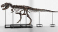 Dražba kostry Tyrannosaura rexe