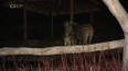 Večerní prohlídky zoo v jihlavě