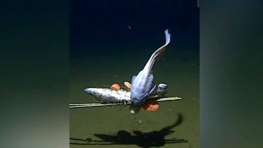 Vědci natočili nejhlouběji žijící rybu