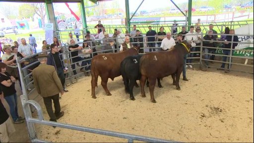Odborná porota hodnotila na aukci chovné býky
