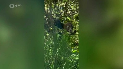 Kočkovitá šelma na Litoměřicku