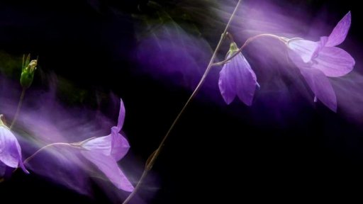 Ceny Czech Nature Photo