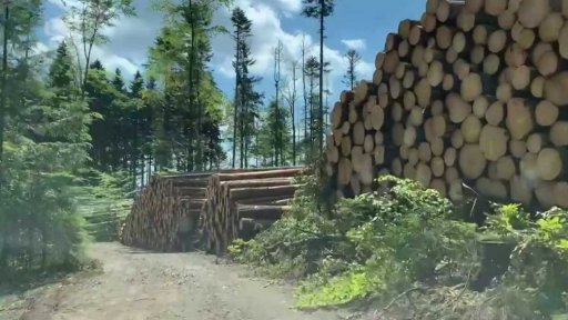 Kůrovcová kalamita na Šumavě