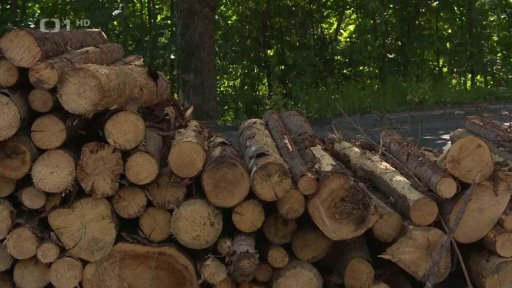 Šíření kůrovce a těžba dřeva