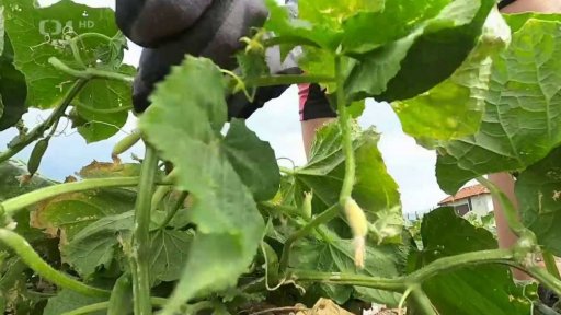 Vrcholí samosběr okurek