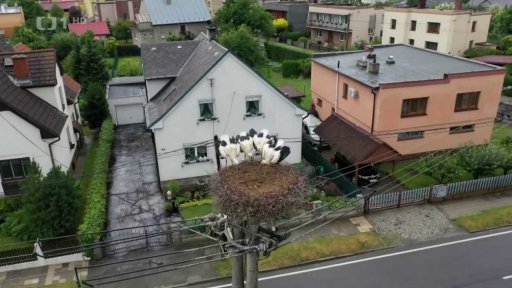 Čápům bílým se daří