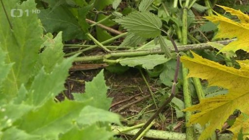 Boj s bolševníkem na Karlovarsku