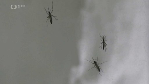 Komáři šíří tropické nemoci