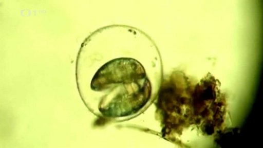 Monitoring pstruhů na Šumavě