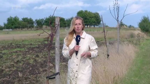 Spory o ovocné stromy v Přerově