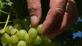 Sklizeň hroznů a ceny vína