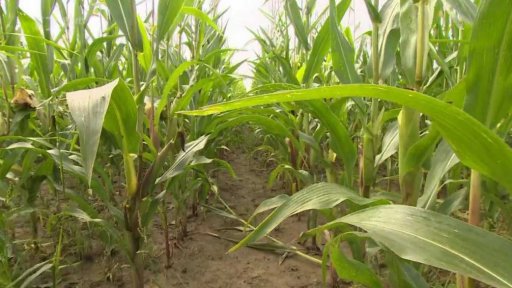 Sklizeň kukuřice na Liberecku